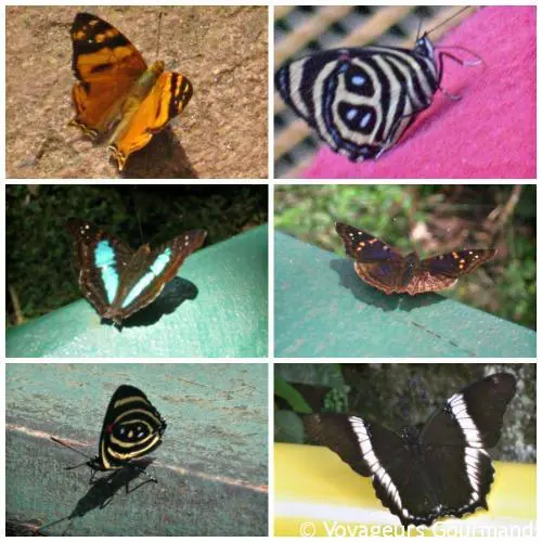 Papillons Chutes Iguaçu
