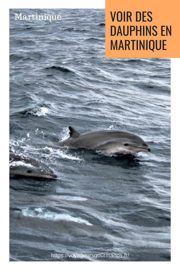 Voir des dauphins en Martinique