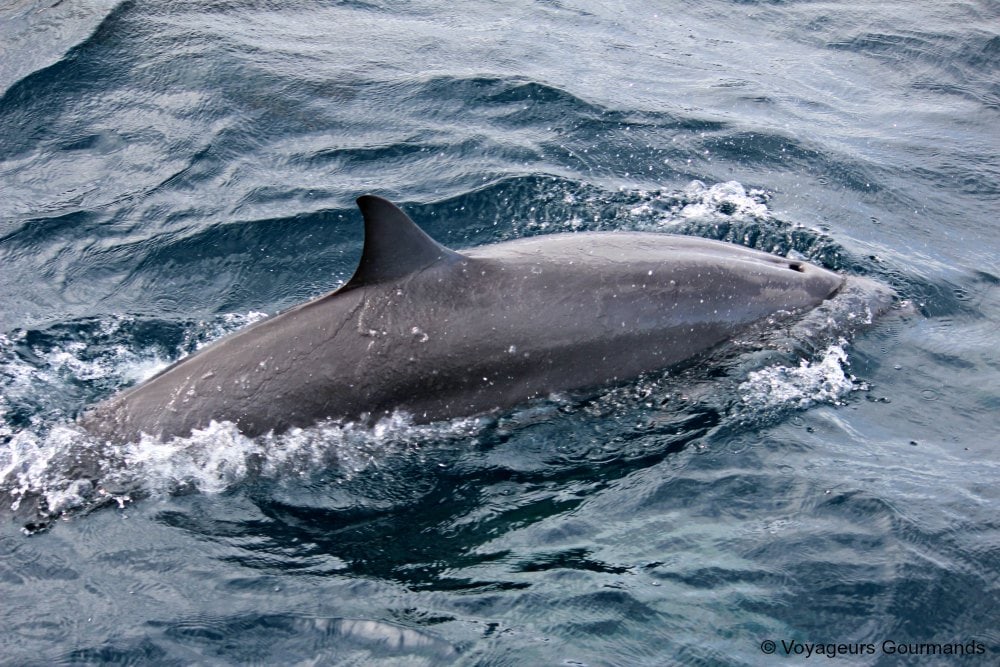 dauphins en Martinique