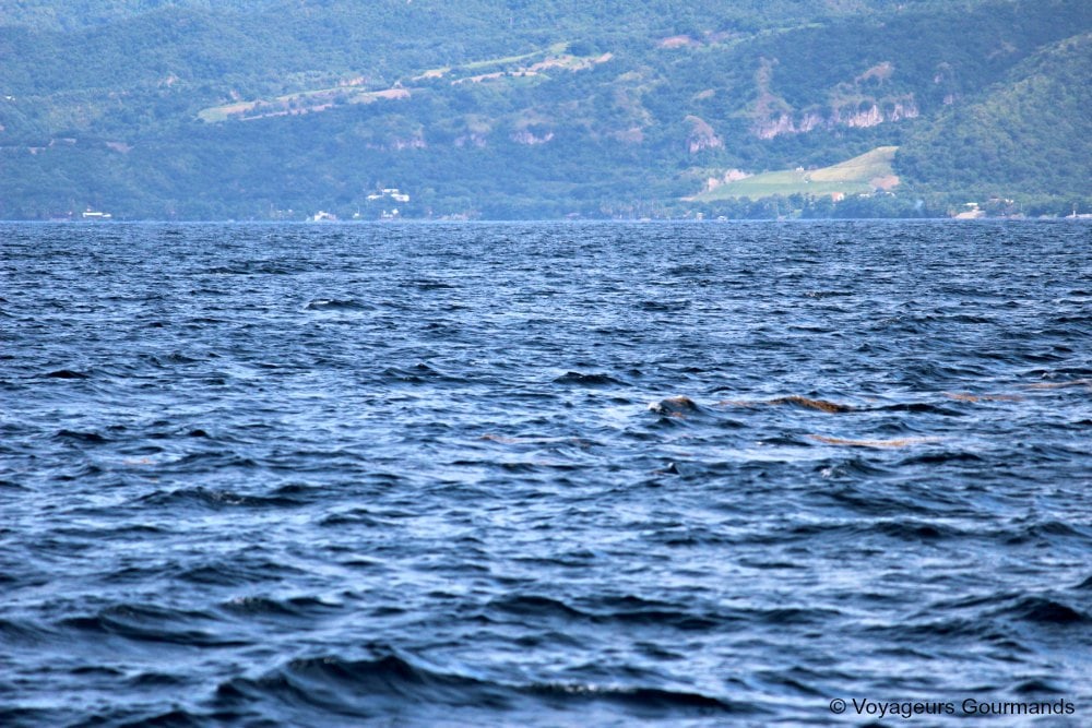 dauphins en Martinique