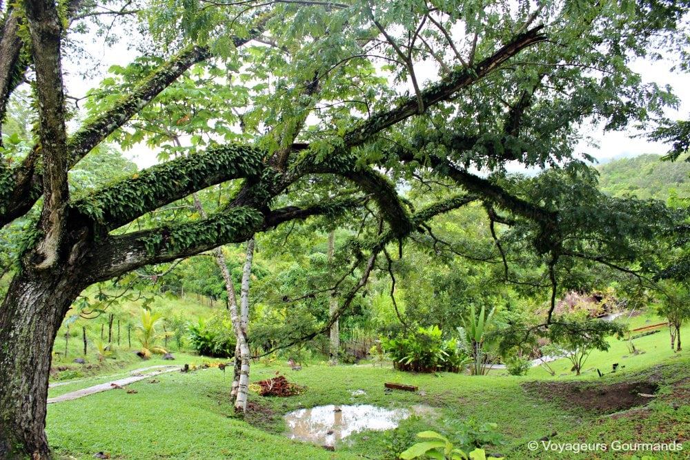 que faire en martinique