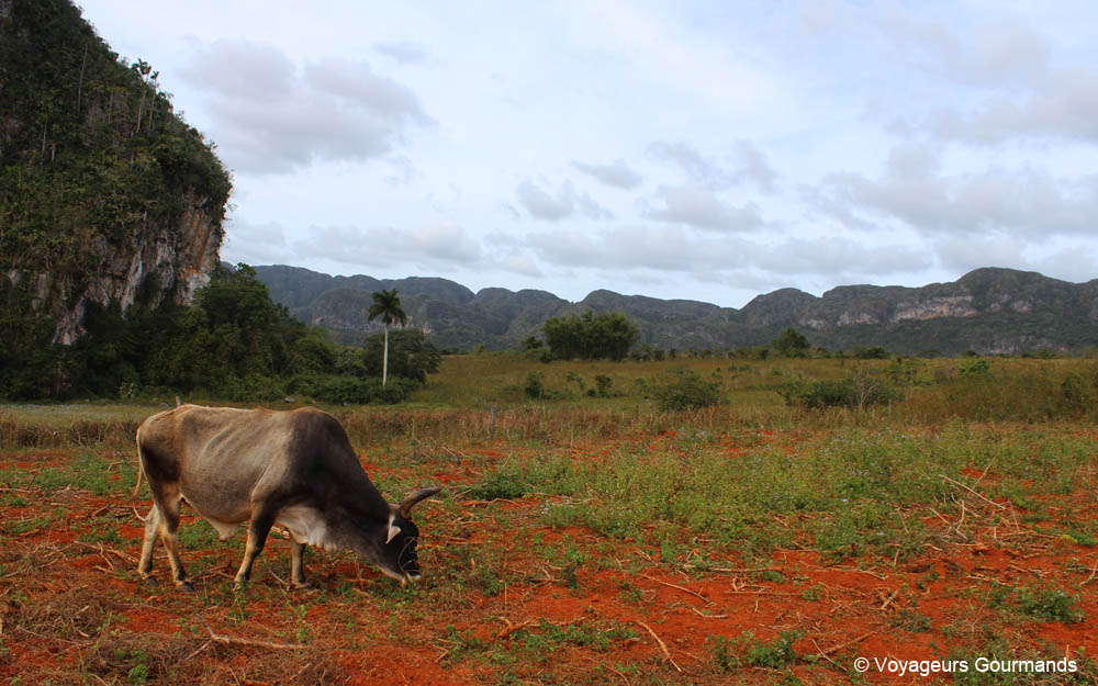 vallee de vinales