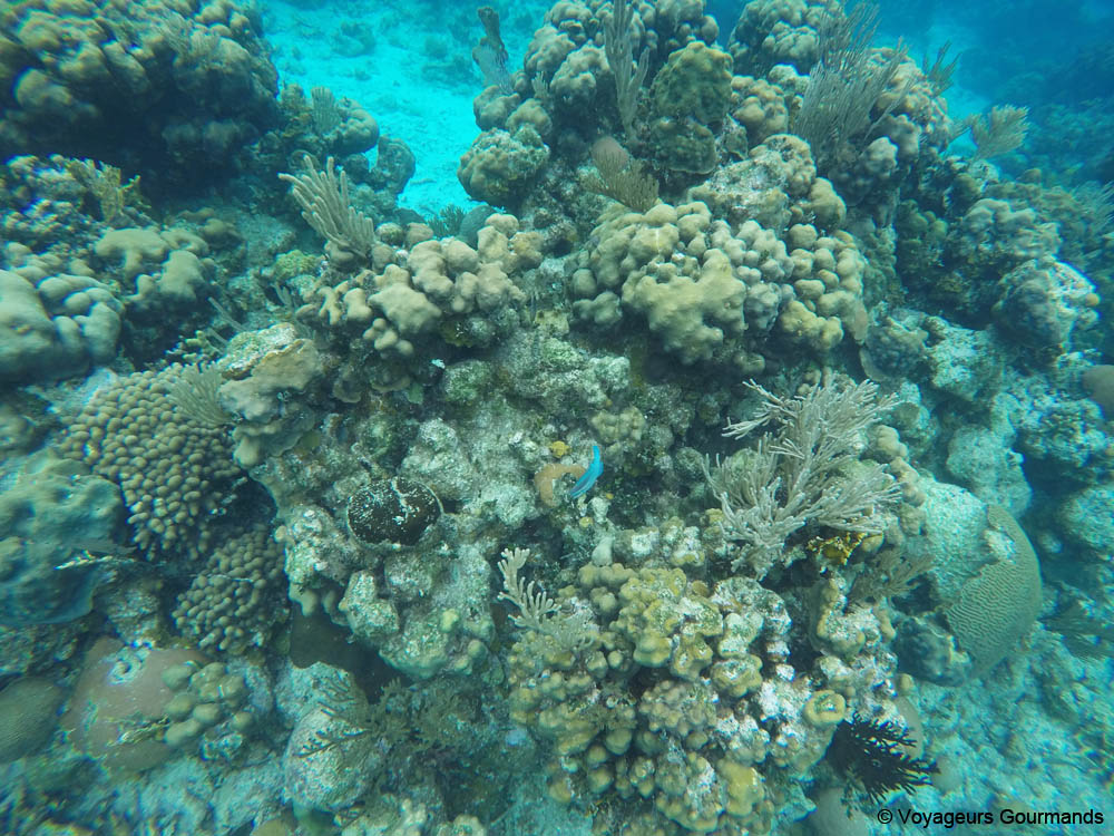 visiter playa larga