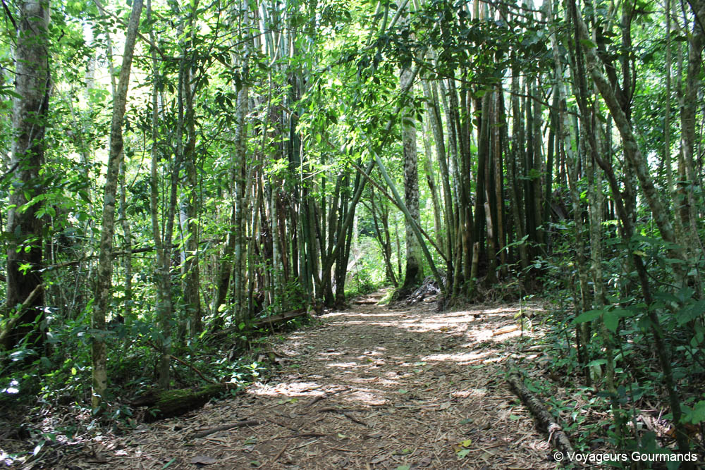 topes de collantes