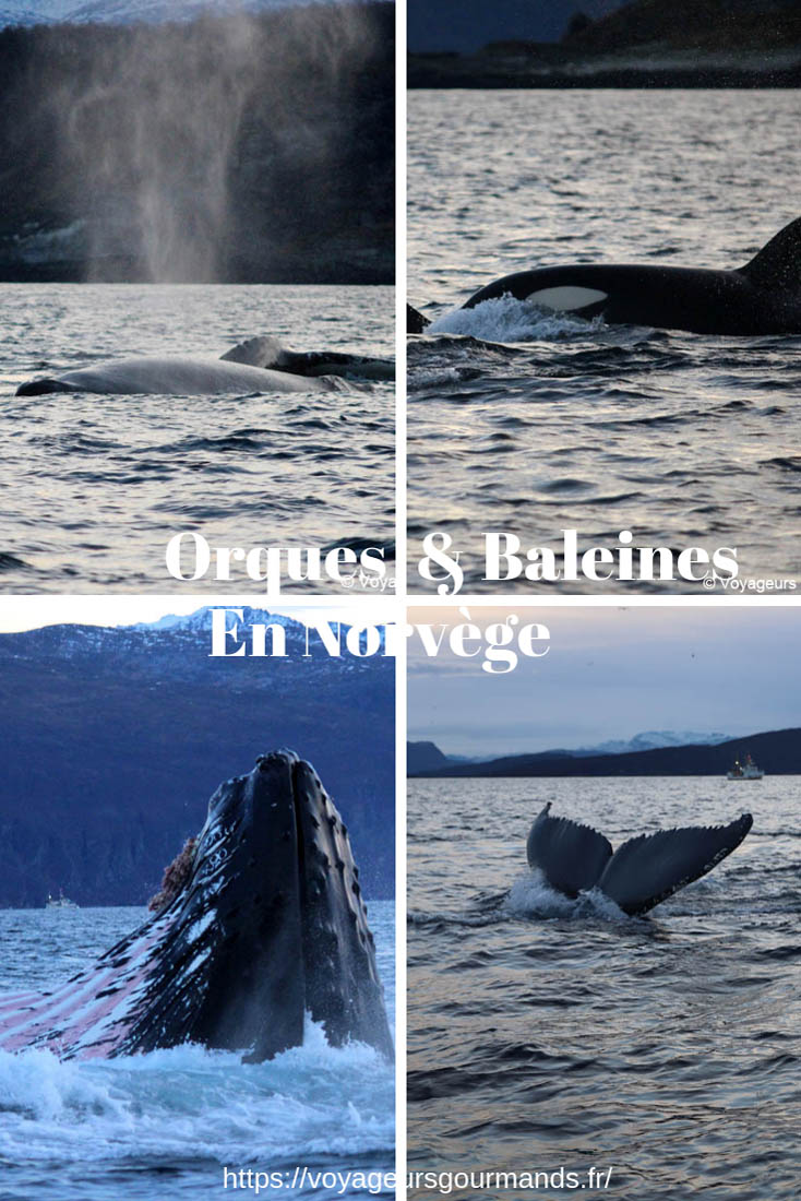 baleines en Norvège
