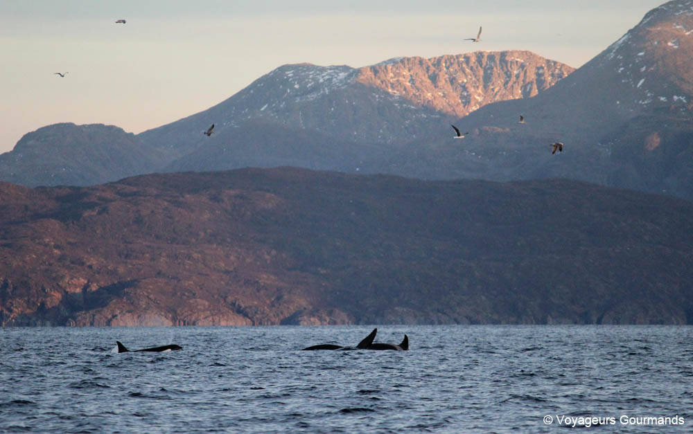 orques et baleines en norvege 10