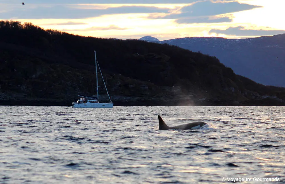 orques et baleines en norvege 12
