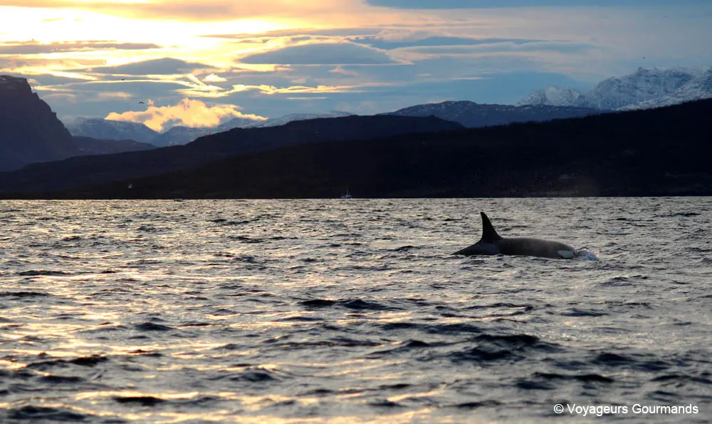 orques et baleines en norvege 13