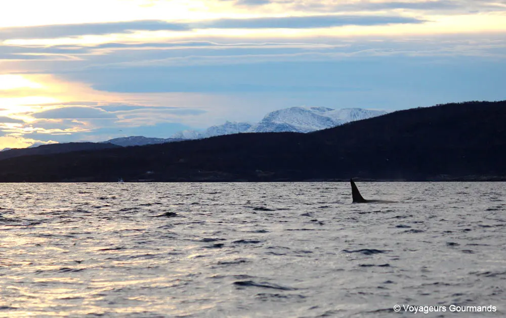 orques et baleines en norvege 14