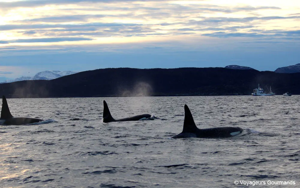 orques et baleines en norvege 15