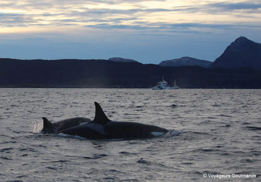 orques et baleines en norvege 16