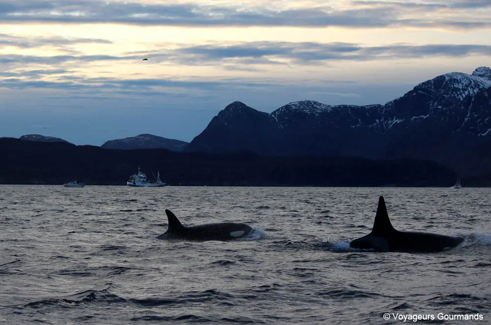 orques et baleines en norvege 17