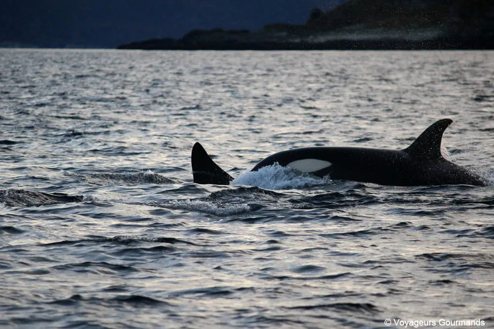 orques et baleines en norvege 18
