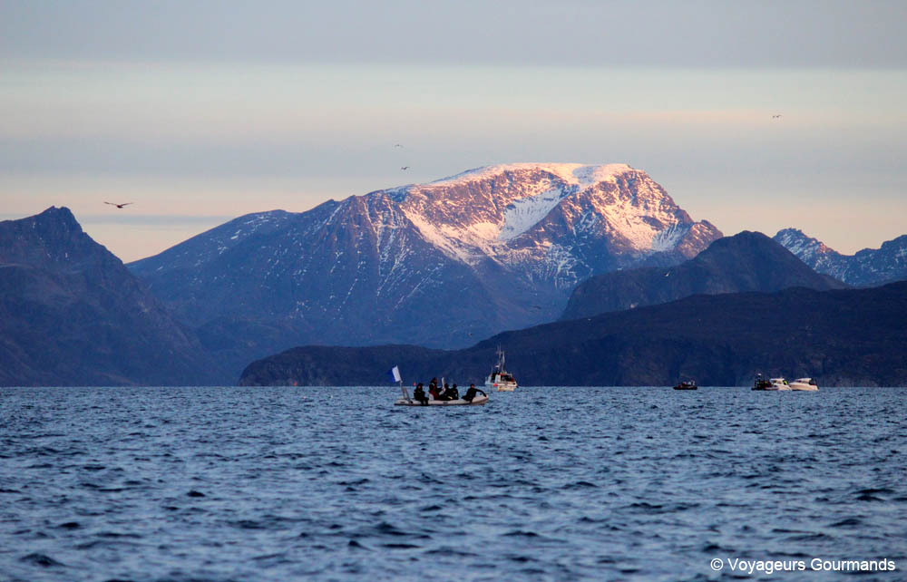 orques et baleines en norvege 19