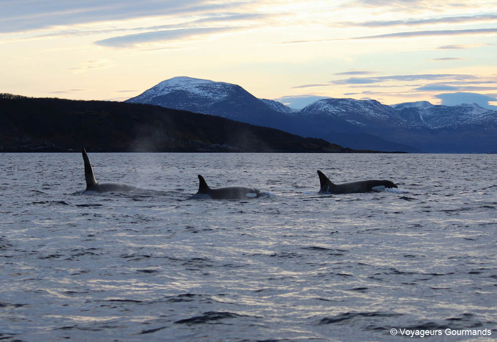 orques et baleines en norvege
