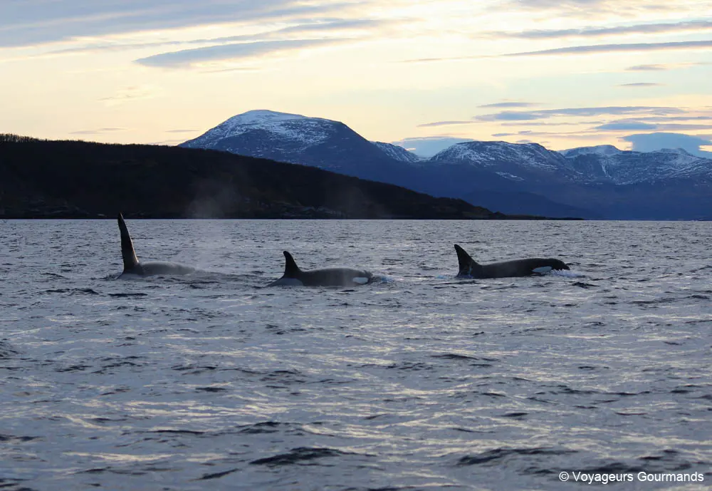 orques et baleines en norvege 21