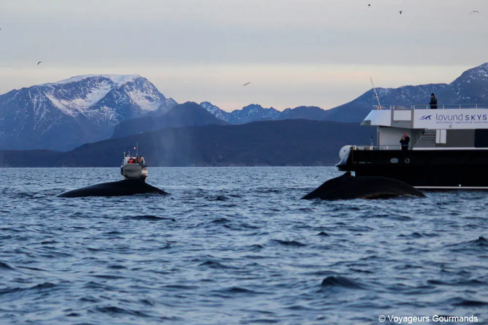 orques et baleines en norvege 22