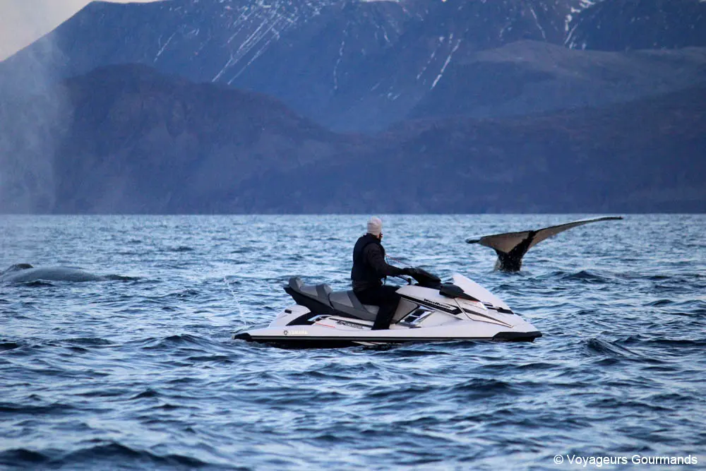 orques et baleines en norvege 23