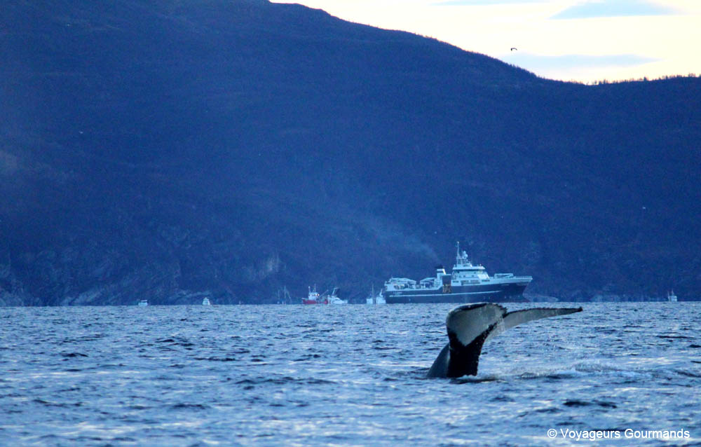 orques et baleines en norvege