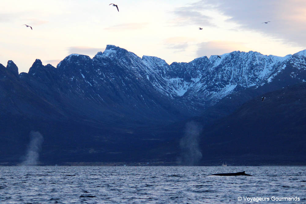 orques et baleines en norvege 25