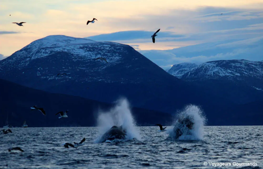 orques et baleines en norvege 26