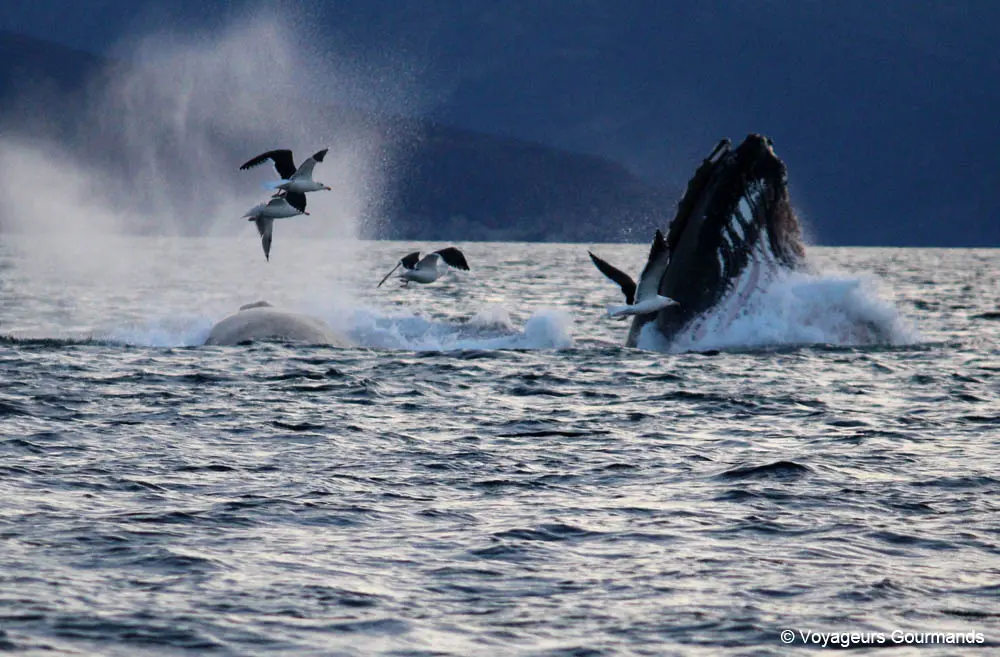 orques et baleines en norvege 27