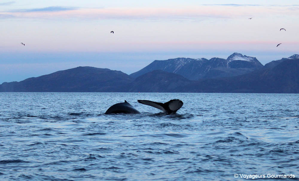 orques et baleines en norvege 28