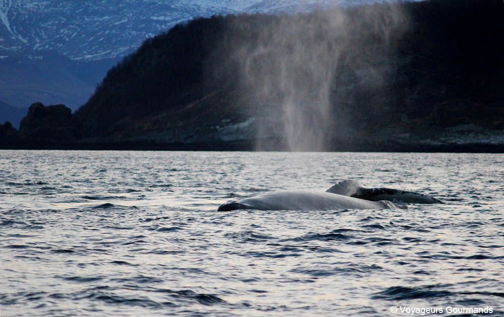 orques et baleines en norvege 29