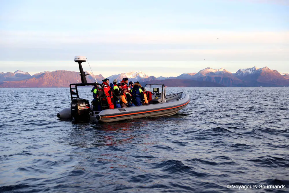 orques et baleines en norvege 3
