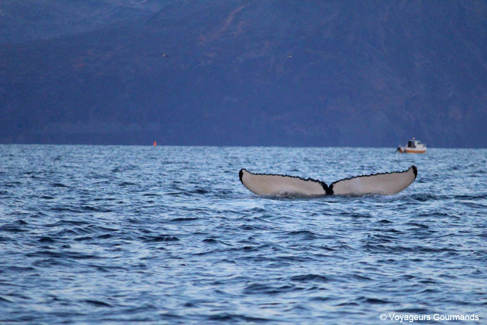 orques et baleines en norvege 30