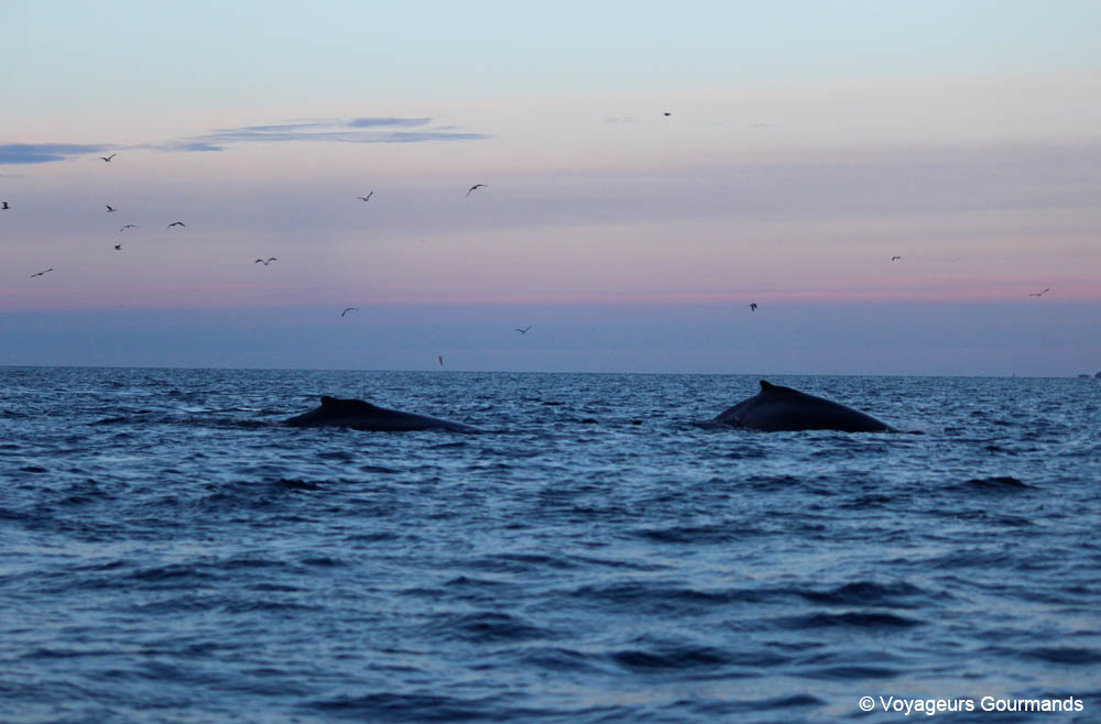 orques et baleines en norvege 31