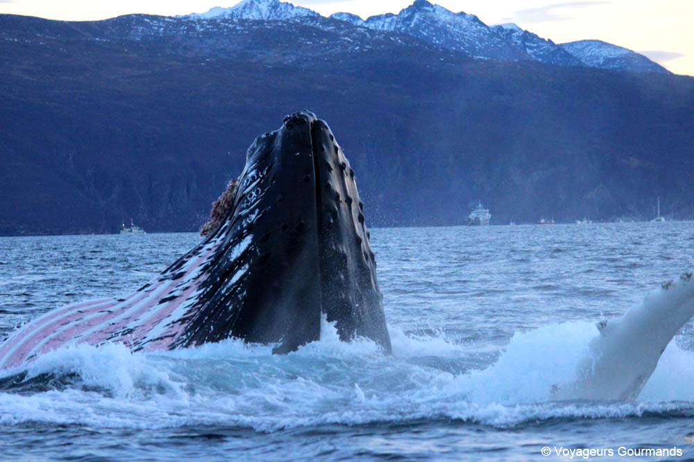 orques et baleines en norvege 32