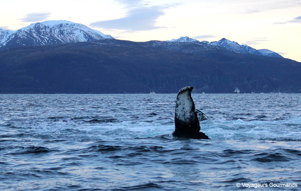 orques et baleines en norvege 33