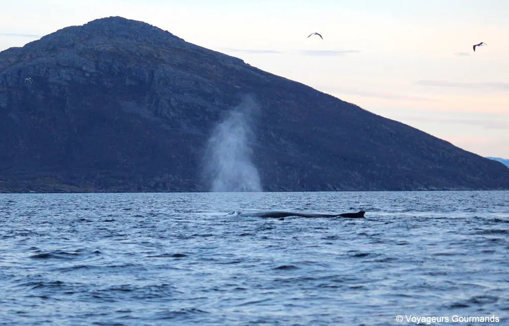 orques et baleines en norvege 34