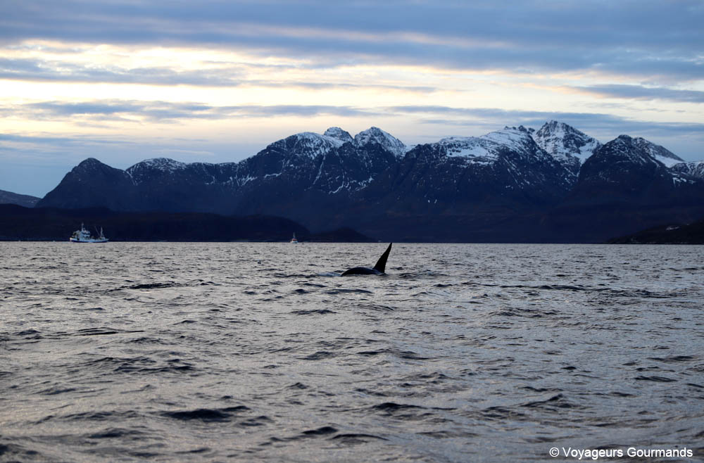 orques et baleines en norvege 4