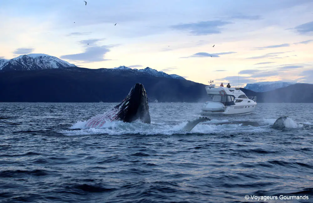 orques et baleines en norvege 6