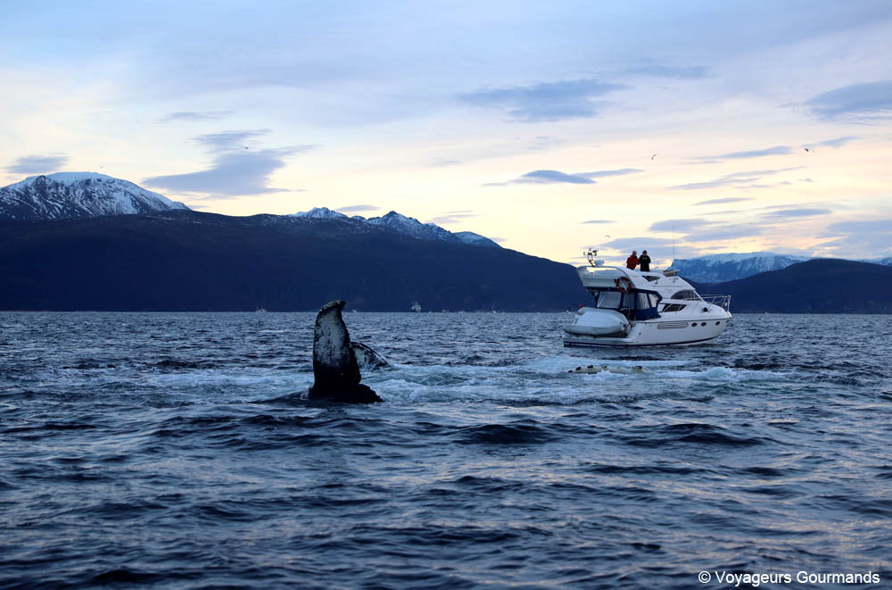 orques et baleines en norvege 7