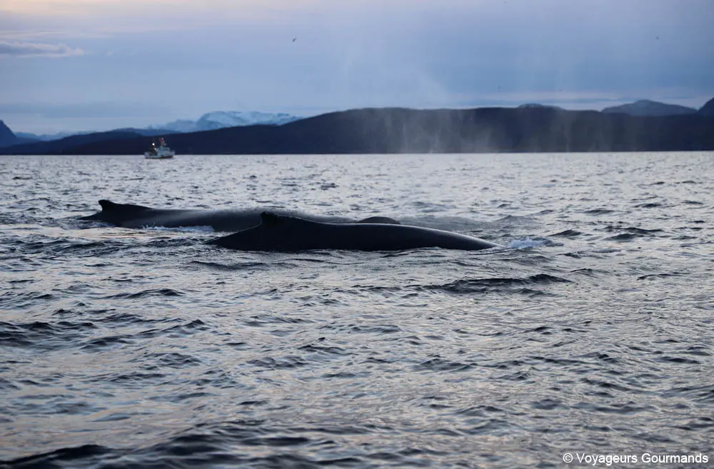 orques et baleines en norvege 8