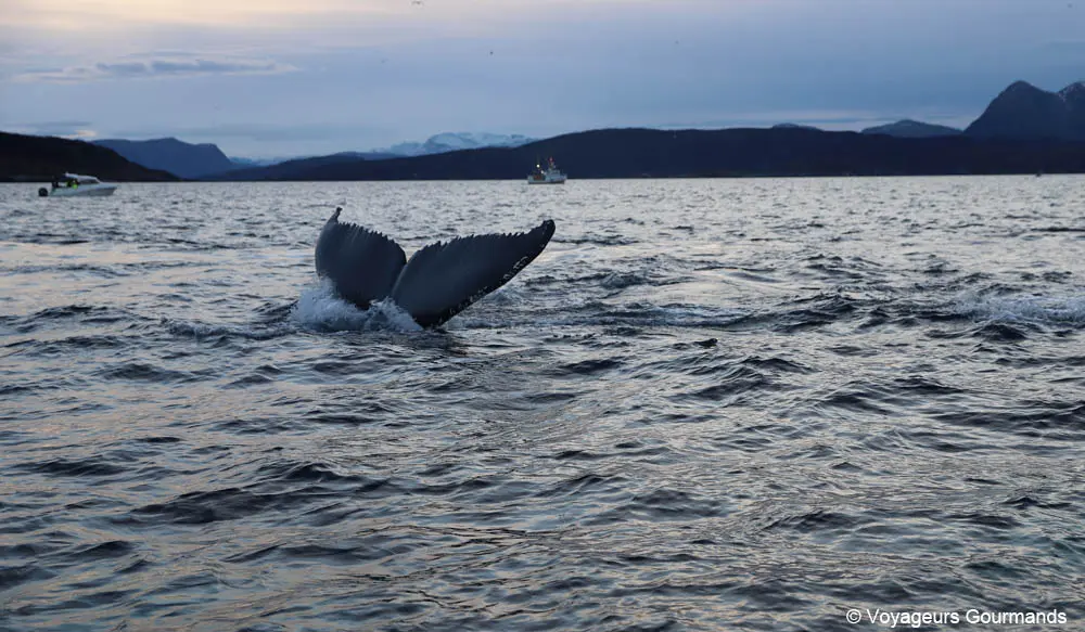 orques et baleines en norvege 9