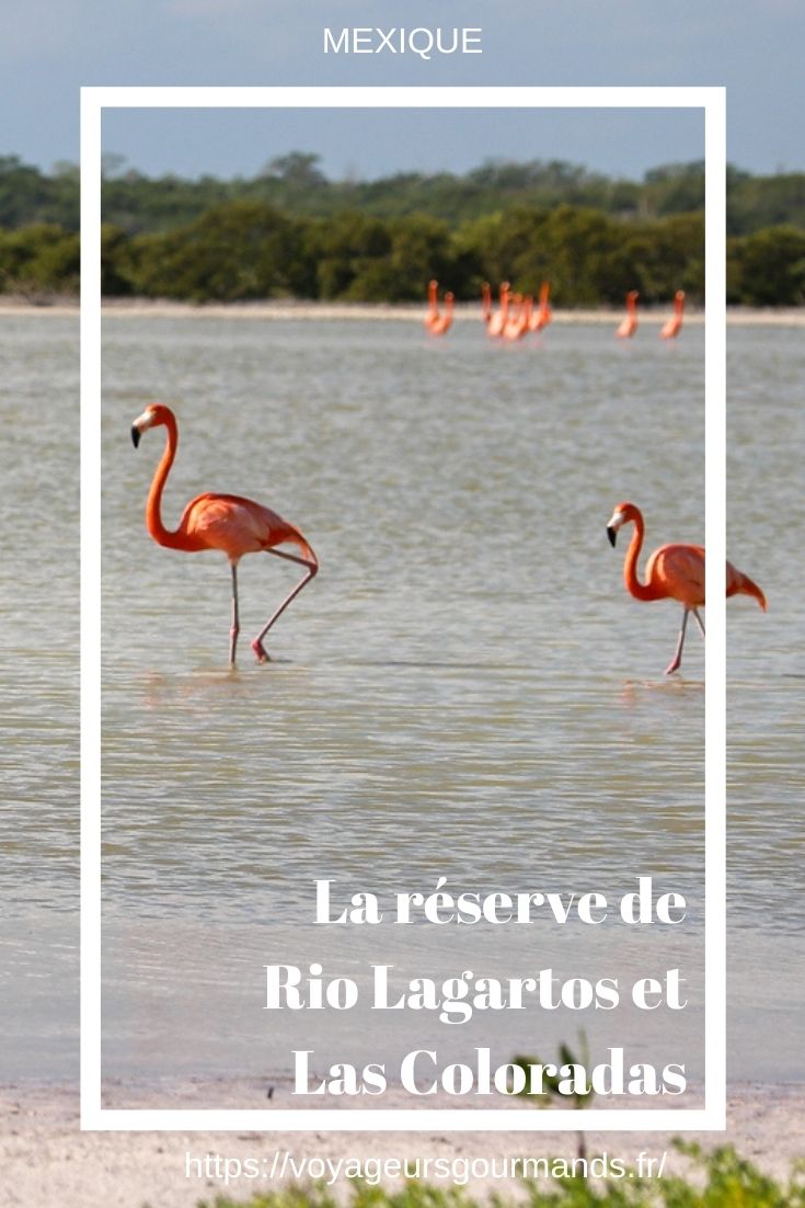 La réserve de Rio Lagartos et Las Coloradas